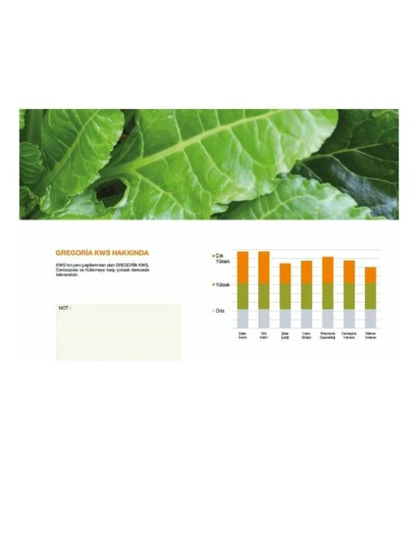 Kws Gregoria Şeker Pancarı Tohumu 100.000 Ad. - 4
