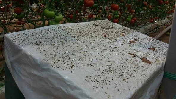 Bytrap Tuta-tut Sinekler İçin Yapışkan Tuzak | 5 Litre - 3