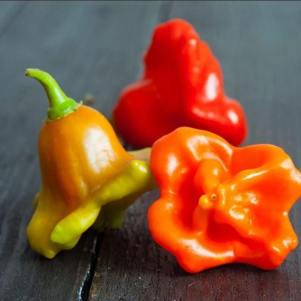 Bishops Crown Biber Tohumu (15 adet) ürün görseli 1