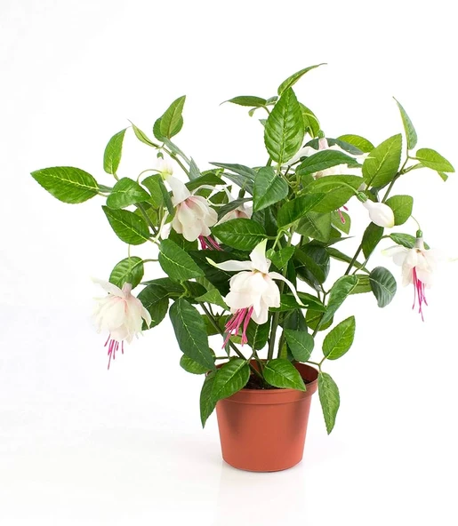 Küpeli Fuchsia Çiçeği Fidanı 10-20 Cm - Resim 3