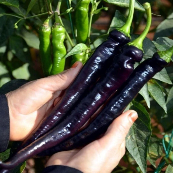 Tatlı Siyah Kapya Biber Tohumu (15 adet) ürün görseli 1