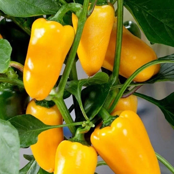 Turşuluk Jalepeno Yellow Biber Tohumu(15 tohum) ürün görseli