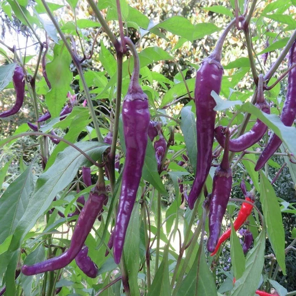 Mor Çok Acı Biber Tohumu (15 adet) ürün görseli