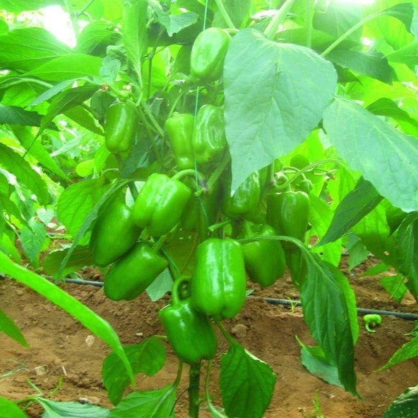 Dik Dolmalık Biber Tohumu (20 tohum) ürün görseli