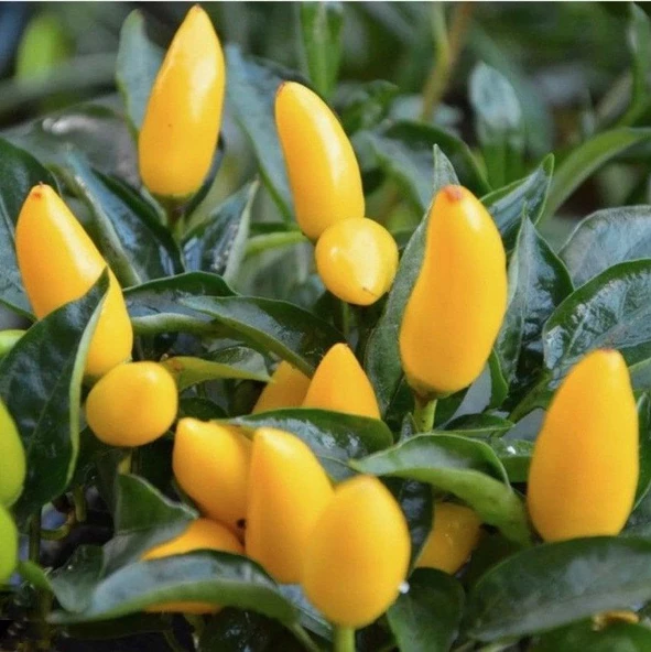 Doğal Acı Sarı Süs Biber Tohumu (100 tohum) ürün görseli 1