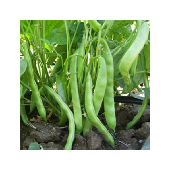 Gina Oturak Fasulye Tohumu 100 gr