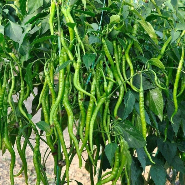 Çorbacı Biber Tohumu (2 gram) ürün görseli