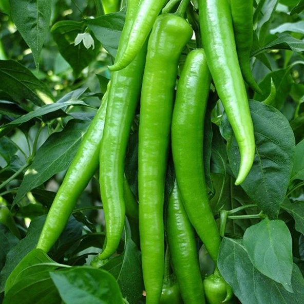 Demre Biberi Tohumu (2 gram) ürün görseli 1