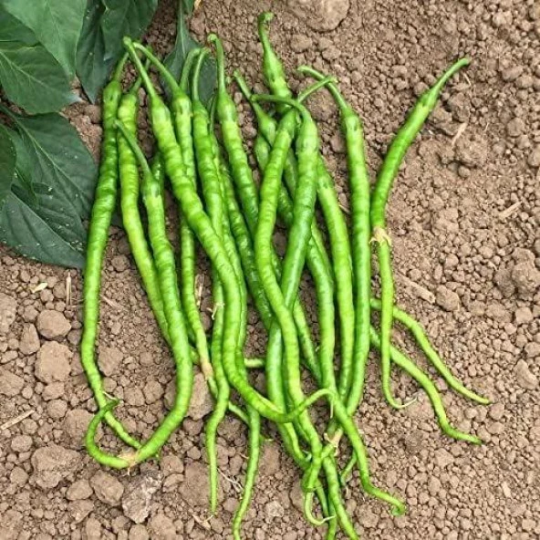 Acı Kıl Biber Tohumu (2 gram) ürün görseli 1