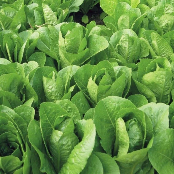 Paris İsland Marul Tohumu (1 gram) ürün görseli