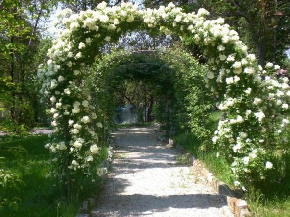 Beyaz Yediveren Sarmaşık Gül Fidanı 5 Adet 15-25 Cm N11.1177 - Resim 2