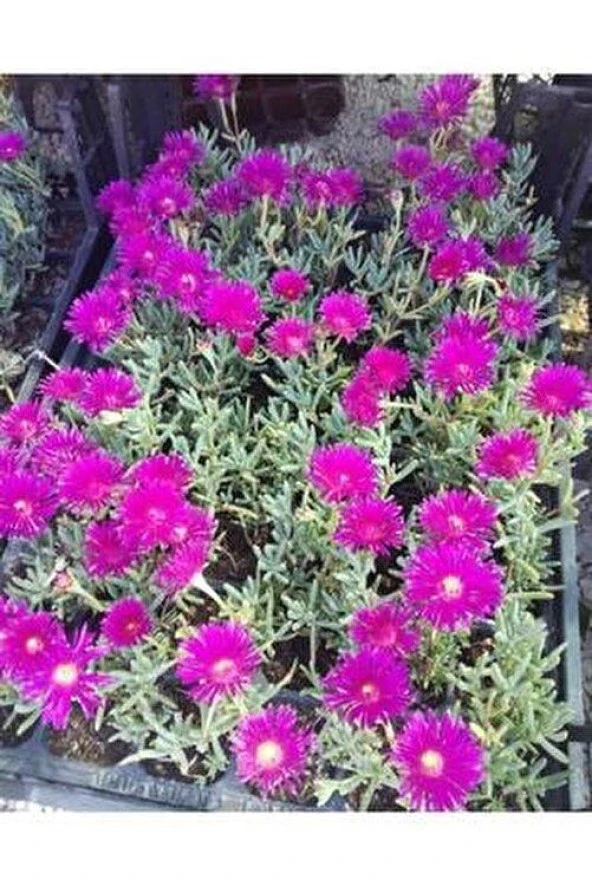 Saksılı Mor Acem Halısı Fidanı 5-15 Cm 10 Adet - Resim 2