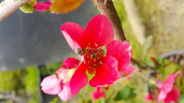 Saksılı Japon Ayvası Bahar Dalı Fidanı 20-30 Cm Chaenomeles Japonica