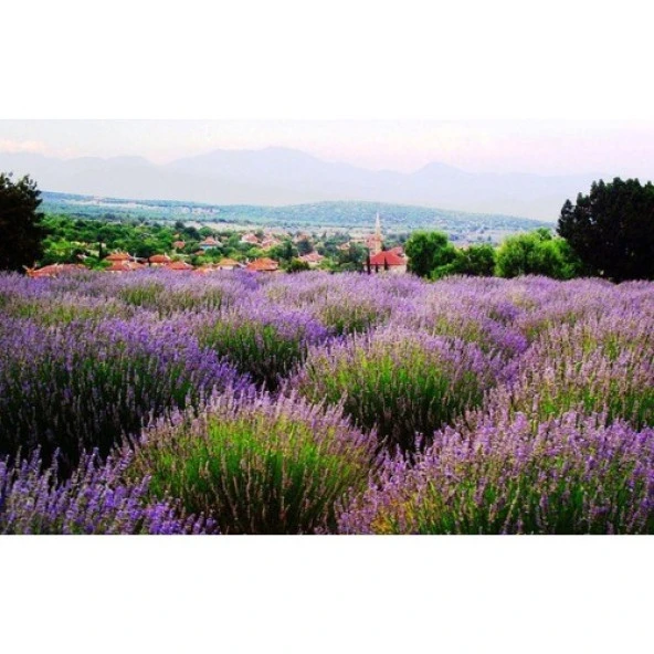 Dış Mekan Lavanta Fidanı 20 Adet 15-25 cm Intermedia - Resim 2