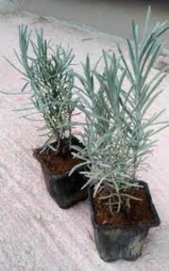 Dış Mekan Lavanta Fidanı 20 Adet 15-25 cm Intermedia - Resim 3