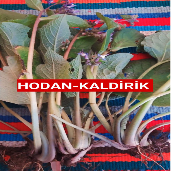 1 Kilo Hodan-kaldirik-ıspıt Otu Açık Kök - 3