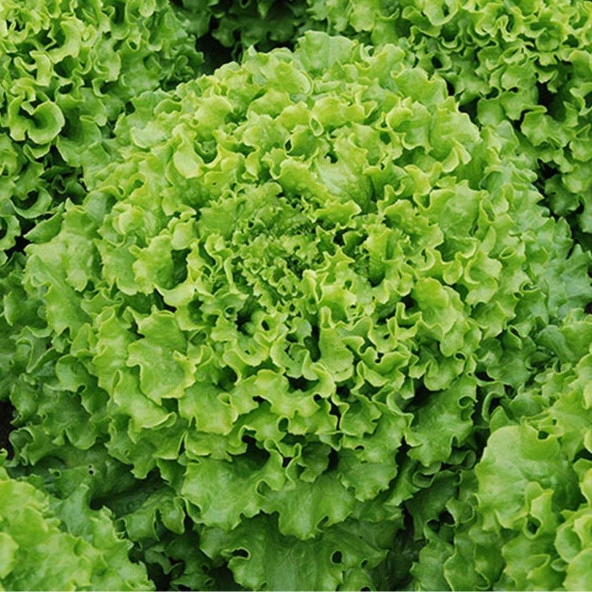 Doğal Şemikler Marul Tohumu (1 gram) ürün görseli 1