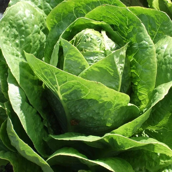 Yedikule 5701 Marul Tohumu (1 gram) ürün görseli