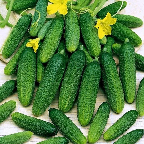 Turşuluk Kornişon Tohumu (25 Tohum)