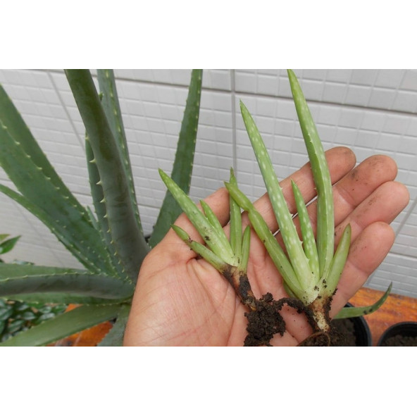 Aloe vera bitkisi 1 kök