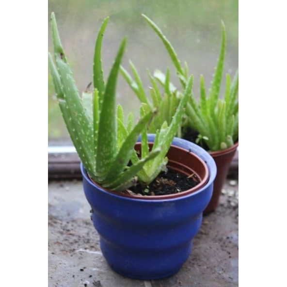 Aloe vera bitkisi 1 kök - 2