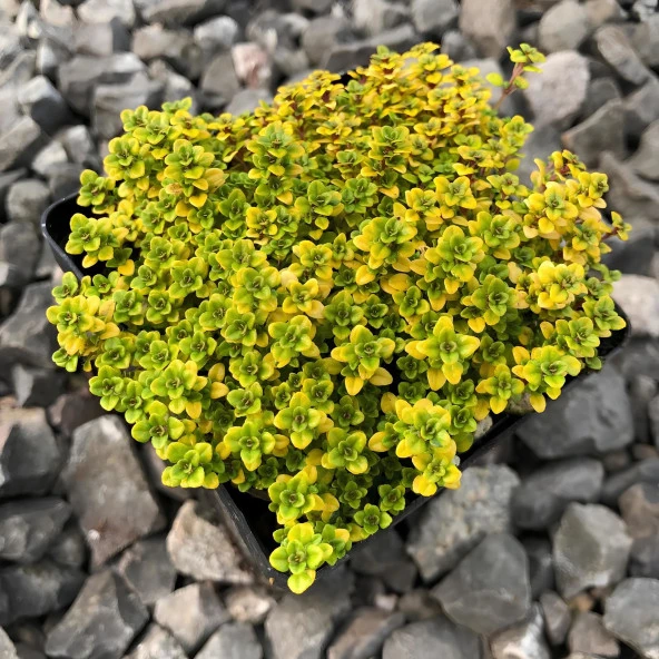 Yayılıcı Altın Kekik Archers Gold Aromatik Kekik Fidesi (2 Adet) ürün görseli 1