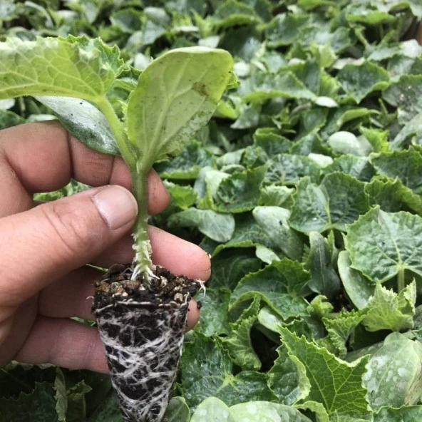 Çıtır Çıtır Yemesi Olan Kokulu Mızrak Sırık Hıyar Fidesi (5 adet) - 2