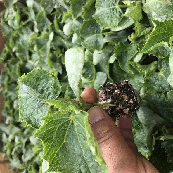 Çıtır Çıtır Yemesi Olan Kokulu Mızrak Sırık Hıyar Fidesi (5 adet) - 3