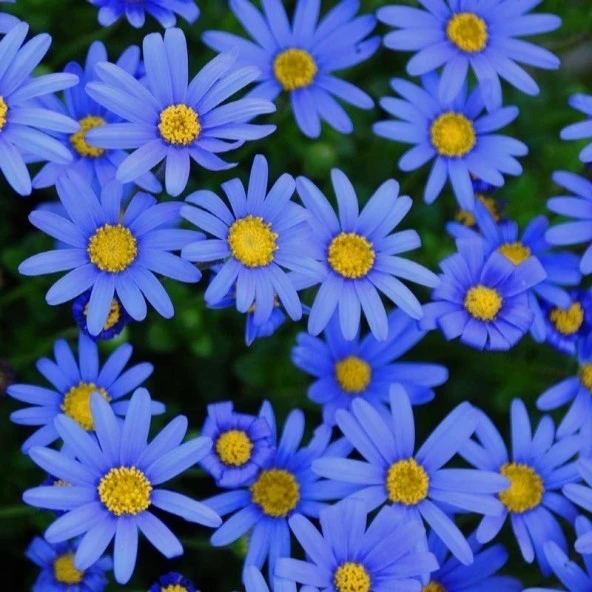 Felicia Amelloides Mavi Papatya Çiçeği Fidesi (2 adet) - Resim 2