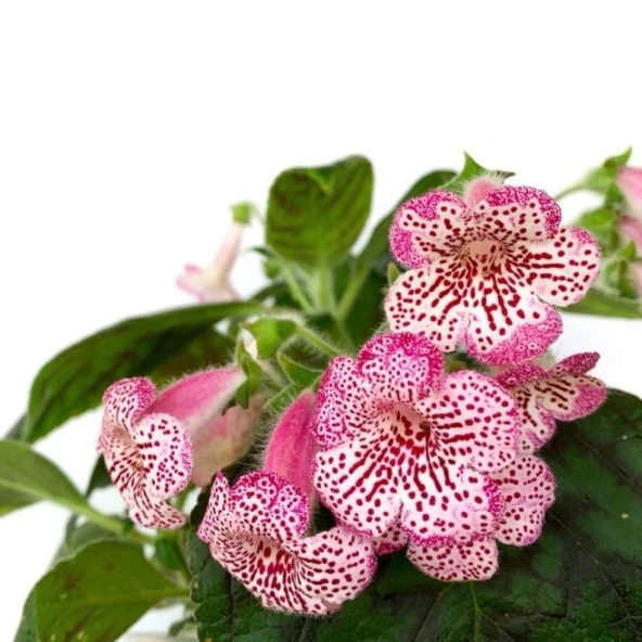 Koleksiyonluk Elvira Kohleria Japon Küpelisi Çiçeği Fidesi (Mini Saksıda) ürün görseli 1