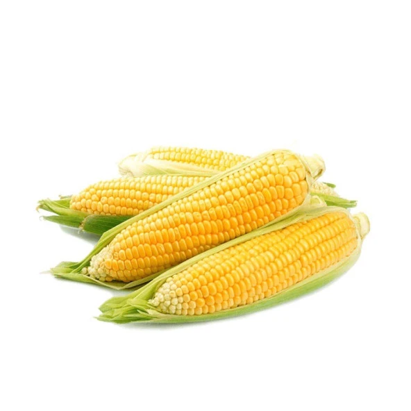 Haşlamalık Mısır Tohumu (25 gram) ürün görseli