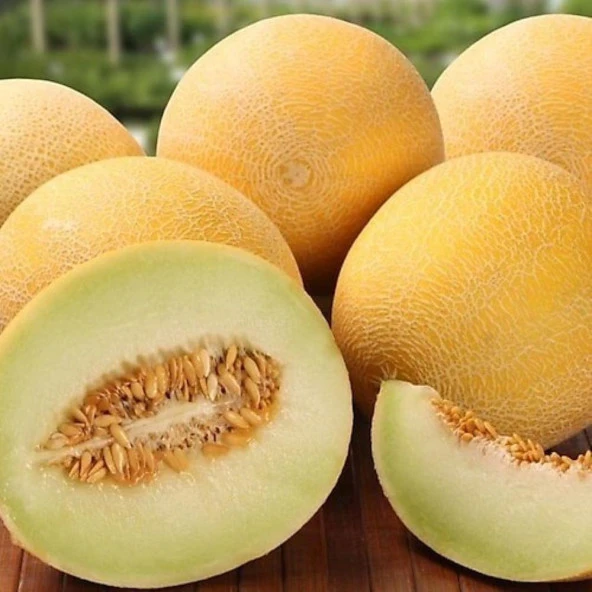 Hazera F1 Hibrit Sofra Kavun Tohumu (10 tohum) ürün görseli