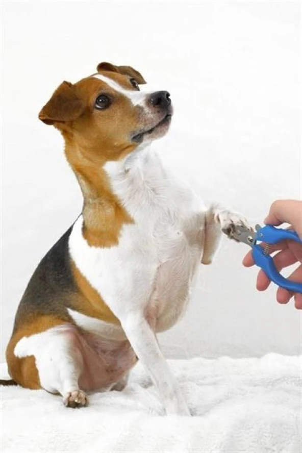 BUFFER® Evcil Hayvan Kedi ve Köpek Paslanmaz Çelik Yaylı Tırnak Makası ve Düzeltme - 6