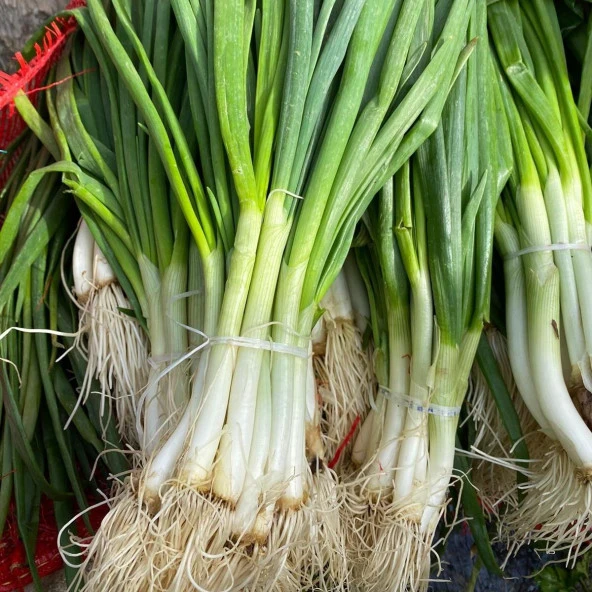 Taze Yeşil Soğan Tohumu (1 gram) ürün görseli