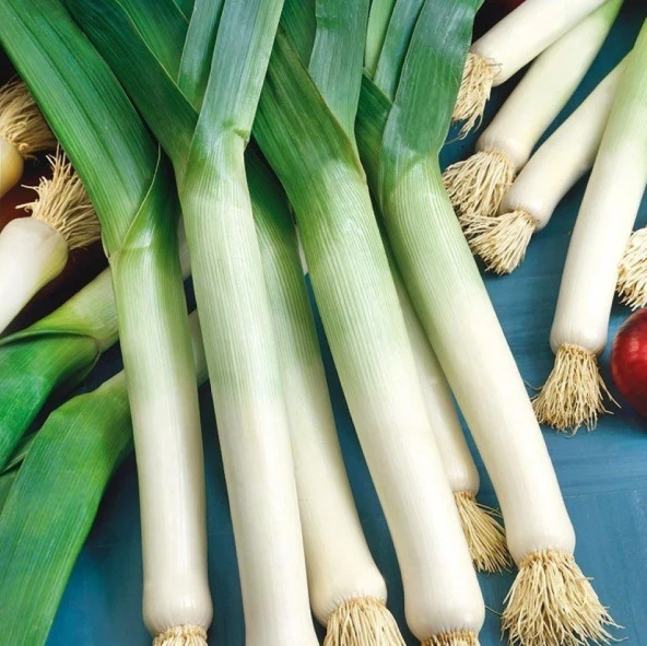 Doğal Amerikan Flag Pırasa Tohumu (100 tohum) ürün görseli