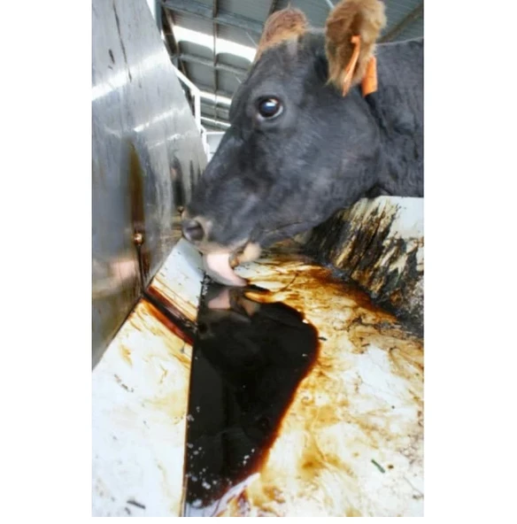 Melas 42 kg - Sülfürsüz Organik Şeker Pancarı Melası - Pekmez - Resim 2