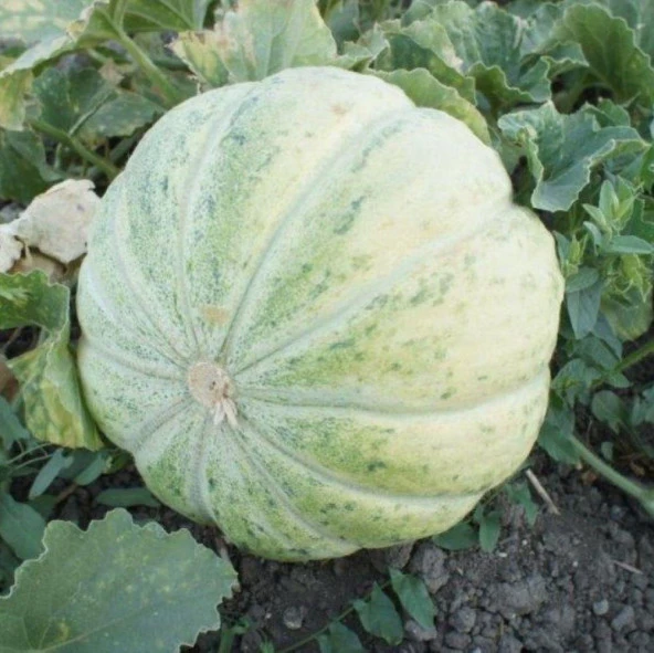 Kokulu Mühürlü Kavun Tohumu (10 gram) ürün görseli