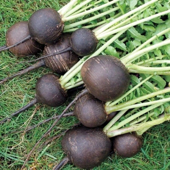 Doğal Black Prince Turp Tohumu (30 tohum) - 1