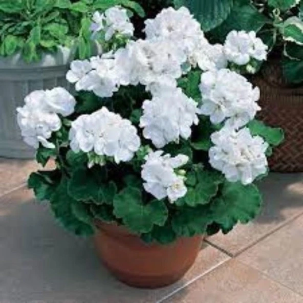 Beyaz Sardunya Çiçeği Fidanı 10-20 Cm