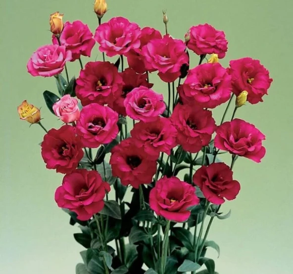 Lisianthus ( Lale Gül ) Gelin Buketi Serisi - KIRMIZI ( 5 Tohum ) - 2