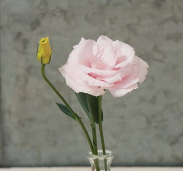 Lisianthus ( Lale Gül ) Gelin Buketi Serisi - PEMBE ( 5 Tohum ) - 2