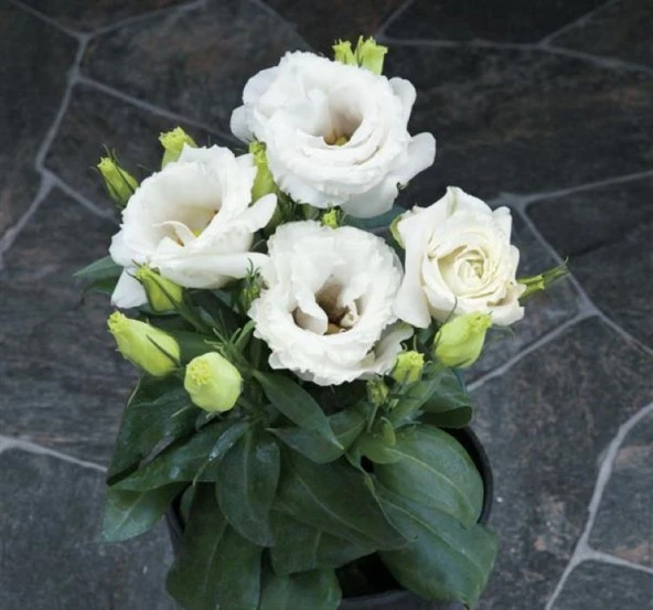 Lisianthus ( Lale Gül ) Julyet Serisi - BEYAZ ( 5 Tohum ) - 2