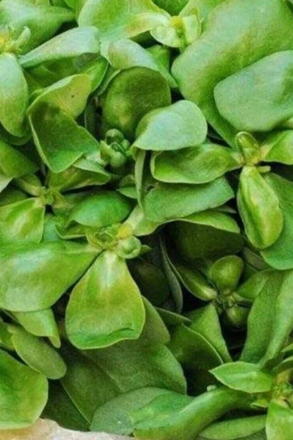 Semizotu Tohumu 10 Gr - 3