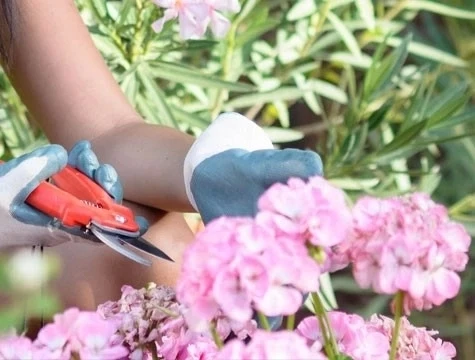 Bağ Makası - Bahçe Ağaç Dal Budama Makası - 3