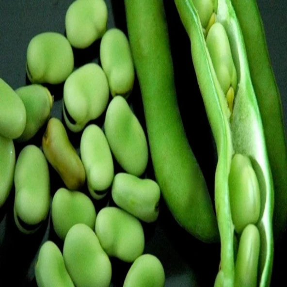 Sakız Bakla Tohumu (20 adet) ürün görseli 1