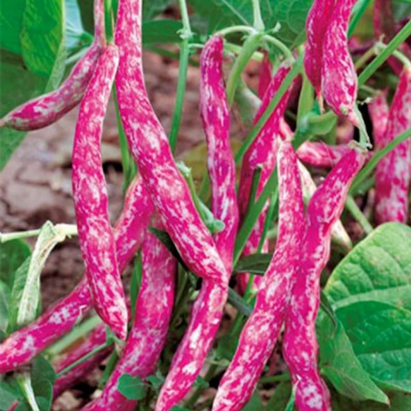 Sırık Doğal Barbunya Tohumu (55 tohum)