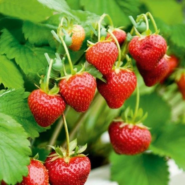 Doğal Yediveren Çilek Tohumu (200 adet) ürün görseli