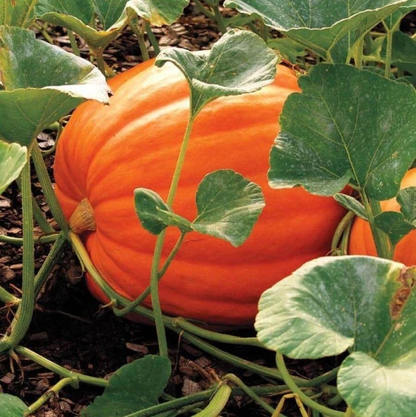 Doğal Dev Big Max Balkabağı Tohumu (5 tohum) ürün görseli