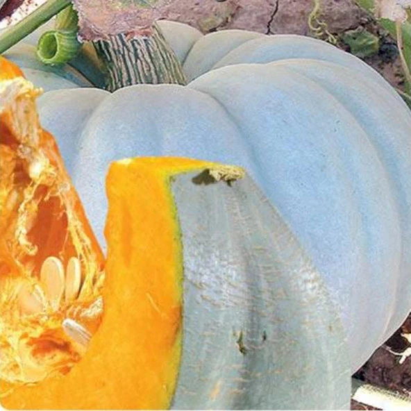 Tatlılık Reçellik Balkabağı Tohumu (5 gram) ürün görseli