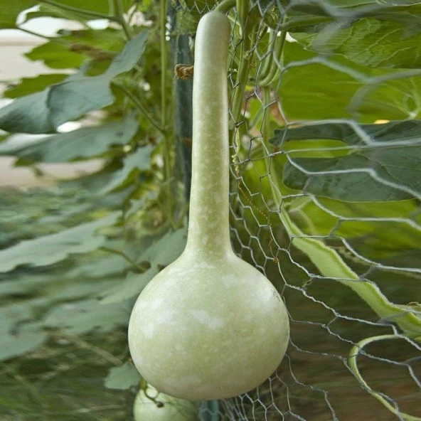 Dipper Süs Su Kabağı Tohumu (5 tohum) - 2